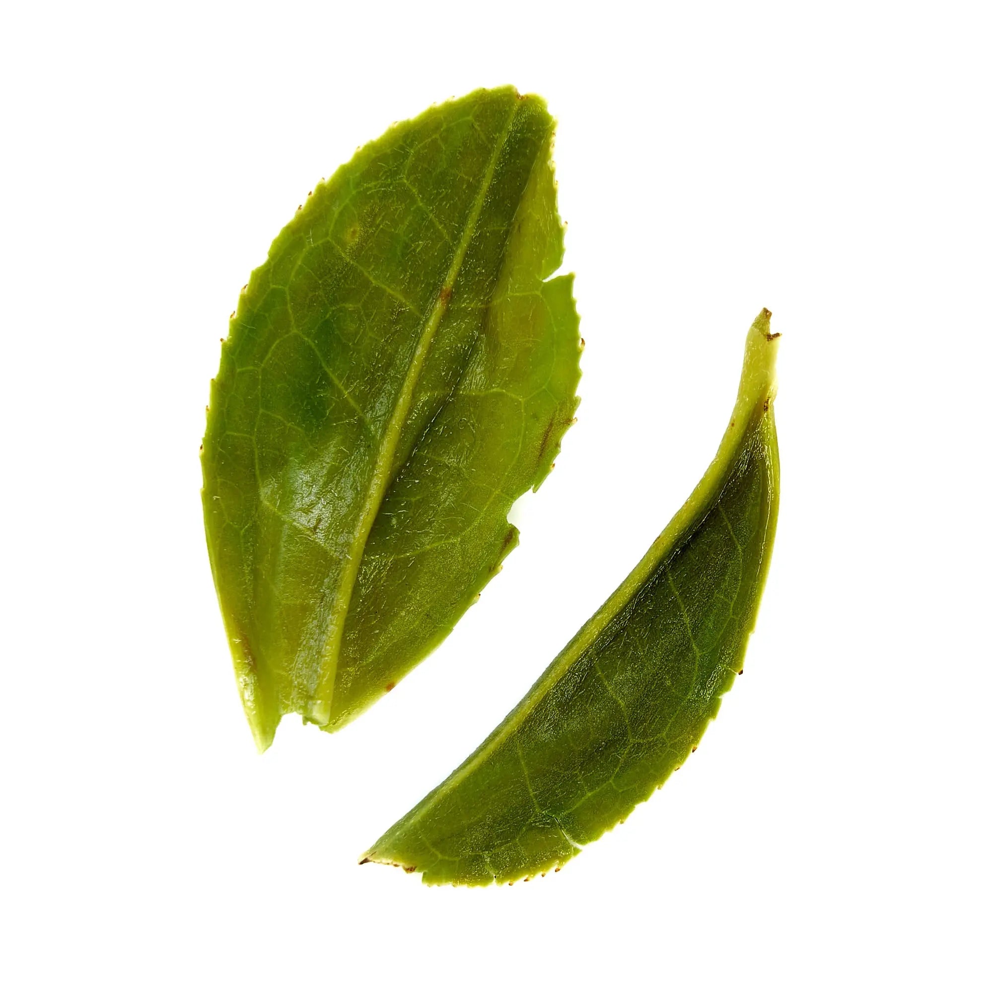 Single estate Pi Lo Chun green tea leaves from Rare Leaves Emerald by August Uncommon Tea, showcasing fresh, vibrant green tea leaves.