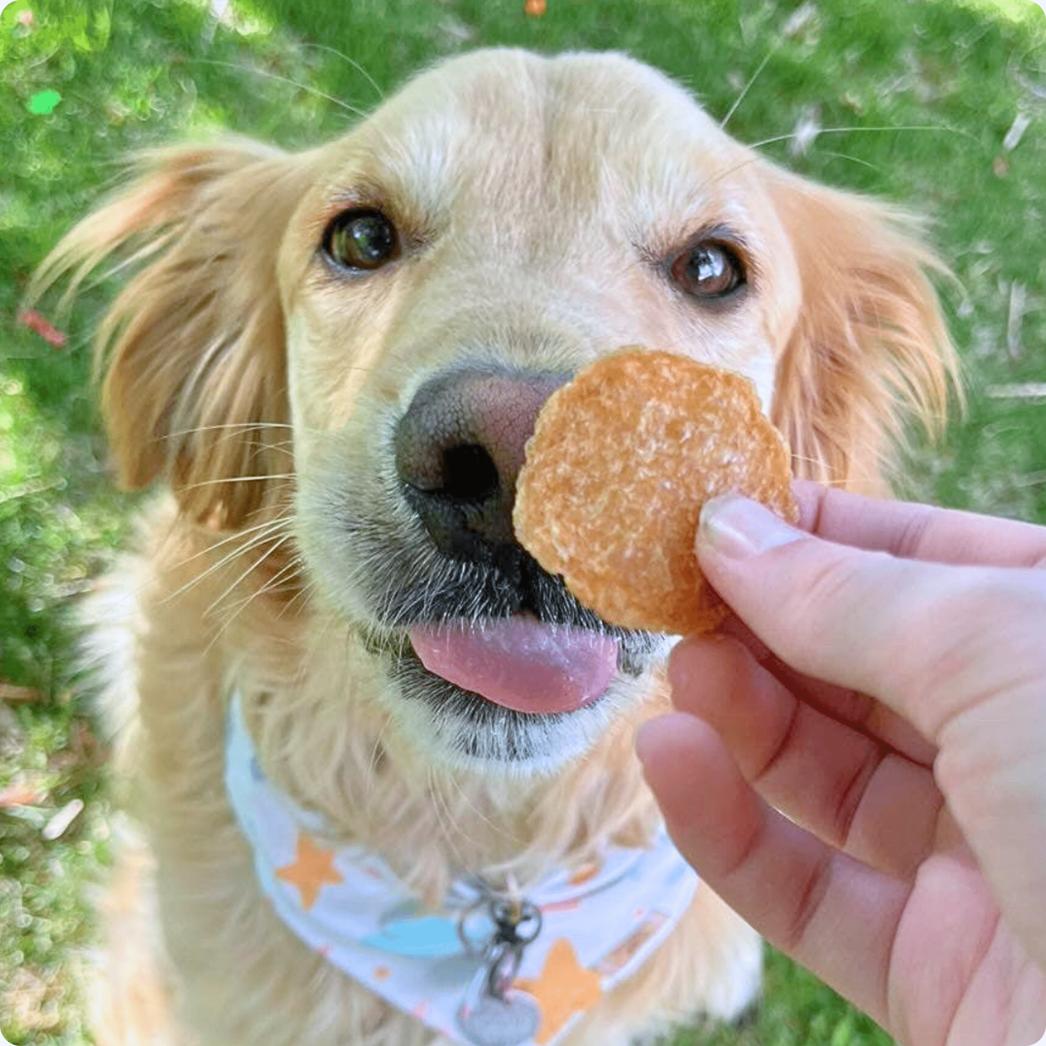 Golden Retriever enjoying a Farm To Pet chicken chip treat outdoors, natural single-ingredient dog treat for healthy dogs.