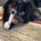 All-natural whole elk antler dog chew from Farm To Pet, organic and split antler chew for durable dog teeth and healthy chewing.