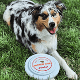 Farm To Pet Will Fetch for Chicken Chips dog frisbee, durable flying toy for dogs and humans, with chicken chip design.