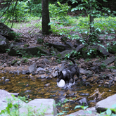 Farm To Pet Will Fetch for Chicken Chips dog frisbee showing a colorful, lightweight plastic frisbee designed for dogs and playful fetch.
