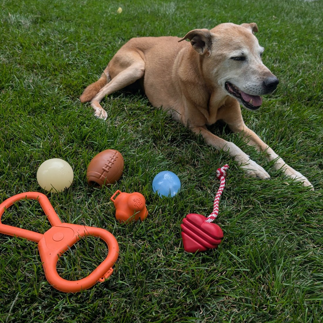 Farm To Pet tug toy for dogs, durable and colorful, shown with a dog lying down, perfect for tug-of-war play.