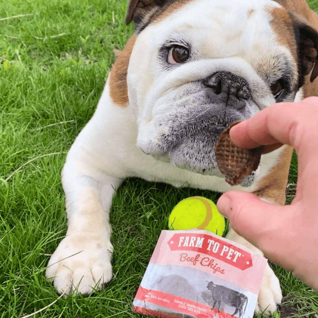 Farm To Pet beef dog treat snack packs, ideal for training and travel, shown in a convenient bundle for dogs.