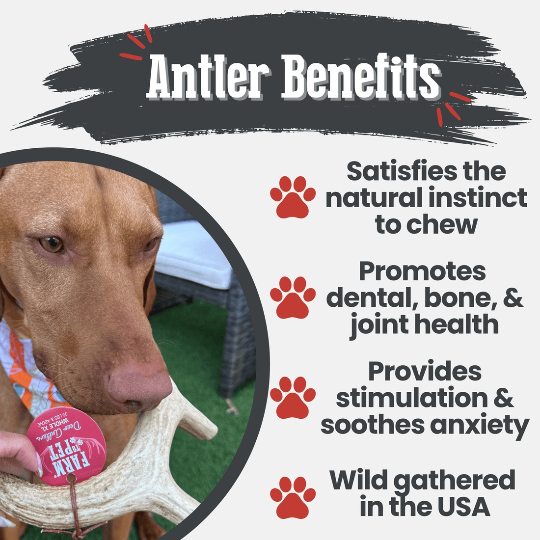 Farm To Pet deer antler dog chew showing an extra-large, non-splintering organic antler bone for dogs.
