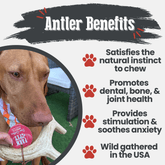 Farm To Pet deer antler dog chew showing an extra-large, non-splintering organic antler bone for dogs.