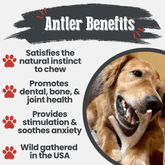 Large Farm To Pet deer antler dog chew showing a natural, non-splintering organic antler bone for dogs, ideal for dental health.