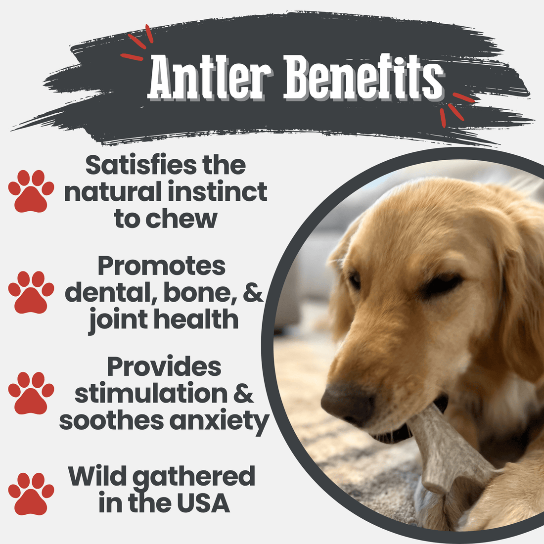 Organic deer antler dog chew from Farm To Pet, medium-sized antler bone for dogs, durable and non-splintering.