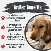 Organic deer antler dog chew from Farm To Pet, medium-sized antler bone for dogs, durable and non-splintering.