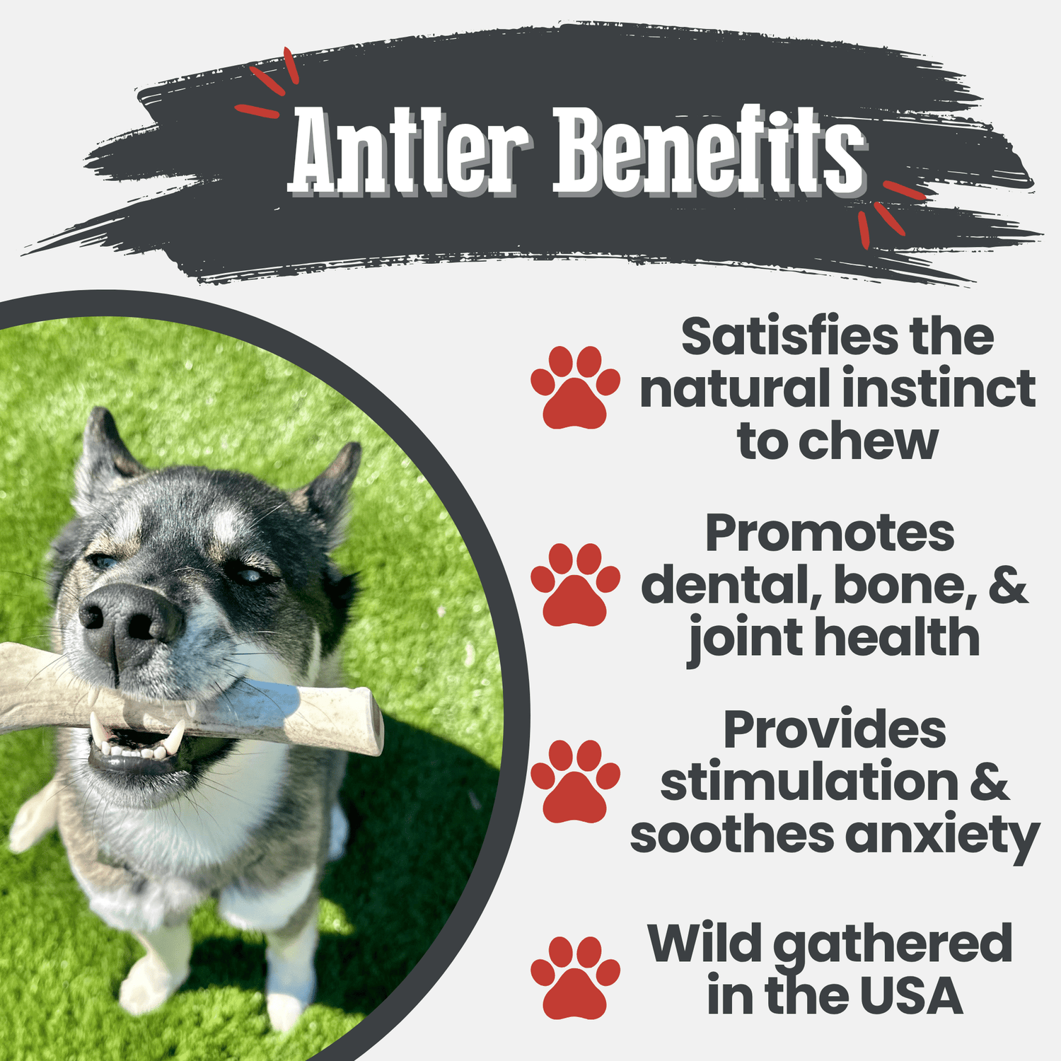 Reindeer Antler Dog Chews | Organic Chews for Dogs