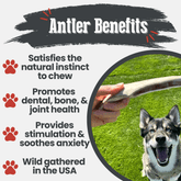 Medium-sized Farm To Pet reindeer antler dog chew showing a split antler with natural texture, ideal for healthy, organic dog treats