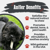 Farm To Pet reindeer antler dog chew, organic split antler bone for dogs, natural non-splintering chew for healthy dogs.