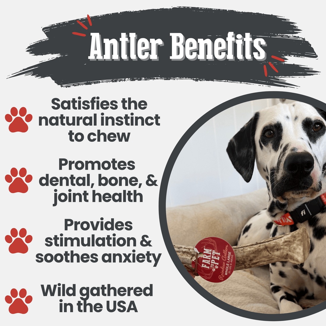 Large organic reindeer antler dog chew by Farm To Pet, non-splintering, natural antler dog treat for healthy chewing.
