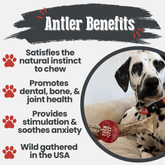 Large organic reindeer antler dog chew by Farm To Pet, non-splintering, natural antler dog treat for healthy chewing.
