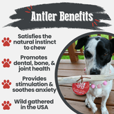 Organic Farm To Pet reindeer antler dog chew, whole medium antler bone, non-splintering, durable chew for dogs.