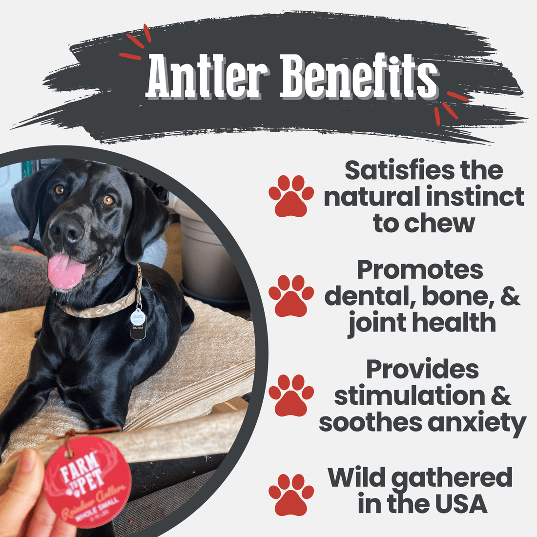 Organic Farm To Pet reindeer antler dog chew, whole small antler bone, non-splintering, ideal for healthy, natural dog treats.