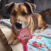 Pink Farm To Pet Lick Stick interactive dog training toy with ice cream design, showing a dog interested in the treat.