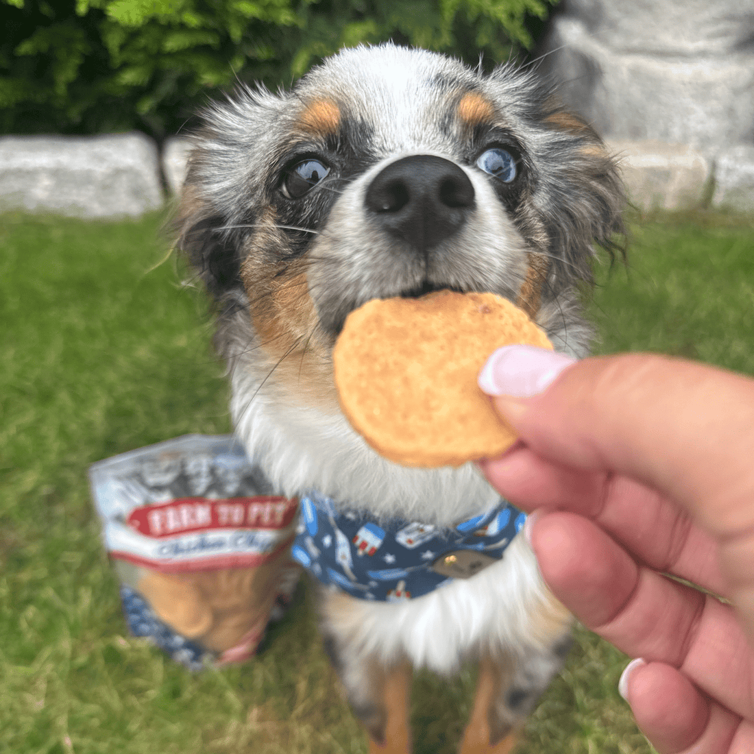 Farm To Pet Americana Chicken Chips for Dogs, natural USA-made chicken dog treats in a 4oz bag, crispy and flavorful dog snack.