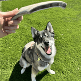 Large organic reindeer antler dog chew by Farm To Pet, showing a split antler with natural texture and bone structure for dogs.