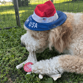 Large Farm To Pet organic deer antler dog chew, non-splintering bone for dogs, natural and durable chews for pets.