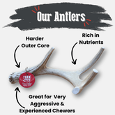 Organic deer antler dog chew from Farm To Pet, non-splintering natural antler dog bone for chewing and dental health.