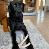 Giant deer antler dog chew from Farm To Pet, organic and non-splintering antler chew for dogs.