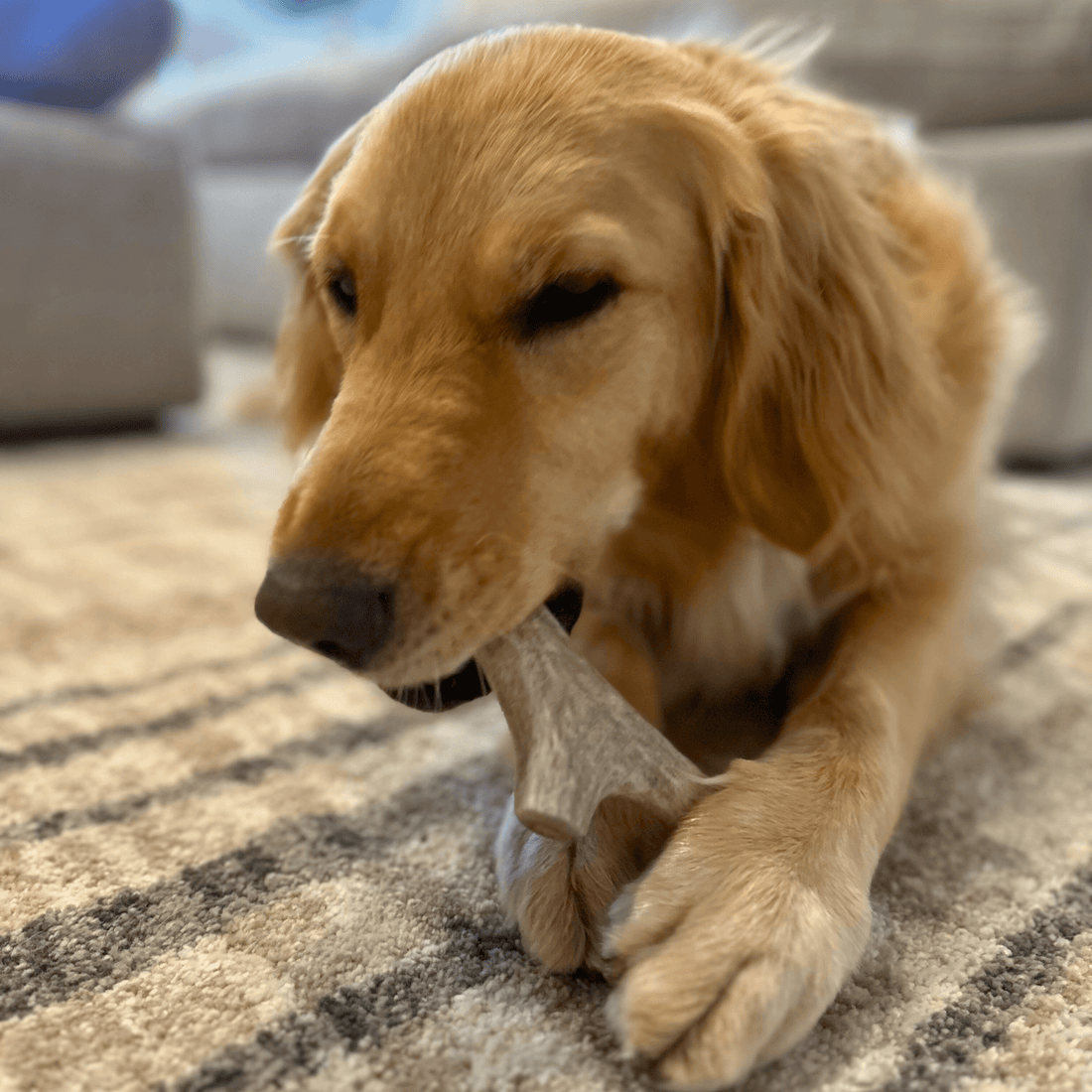 Medium organic deer antler dog chew by Farm To Pet, non-splintering antler bone for dogs, natural and durable chew treat.