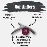 Organic deer antler dog chew from Farm To Pet, medium size, non-splintering natural antler chew for dogs.