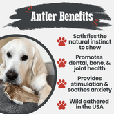 Farm To Pet elk antler dog chew, a split giant antler bone for dogs, all-natural, non-splintering, durable antler chew for dogs.