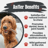 Farm To Pet elk antler dog chew, a natural split elk antler bone for dogs, showing the textured, durable antler material.