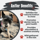Farm To Pet elk antler dog chew, small split all-natural antler bone for dogs, non-splintering, durable and healthy chew treat