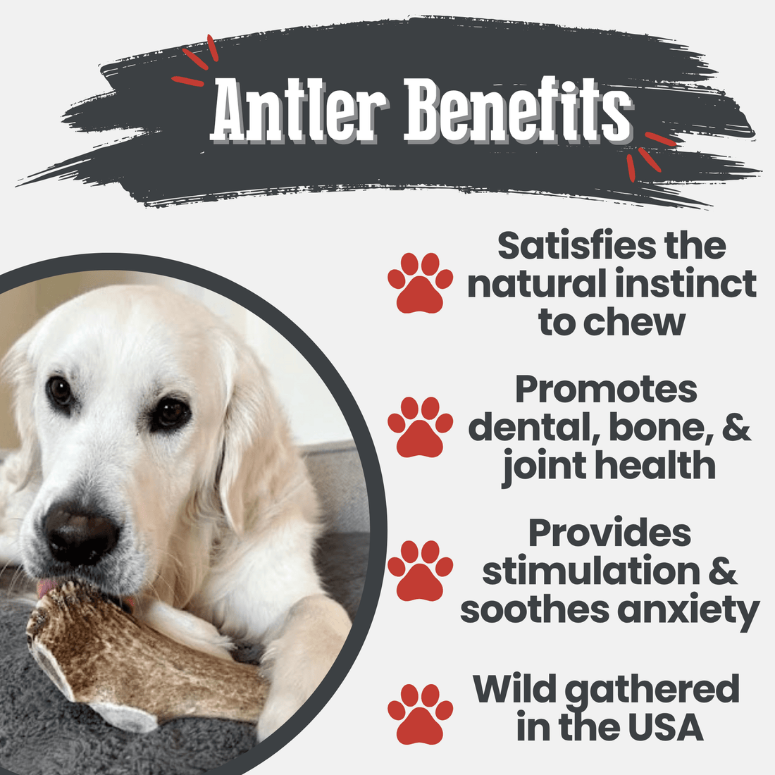 Farm to Pet all-natural elk antler dog chew, a whole giant antler bone for dogs, non-splintering and long-lasting chews.