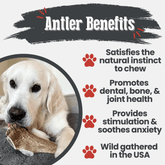 Farm to Pet all-natural elk antler dog chew, a whole giant antler bone for dogs, non-splintering and long-lasting chews.