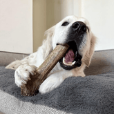 Large Farm To Pet elk antler dog chew, all-natural and non-splintering, showing the smooth, whole elk antler for dogs.