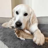 Large whole elk antler dog chew from Farm To Pet, natural and non-splintering antler bone for dogs.