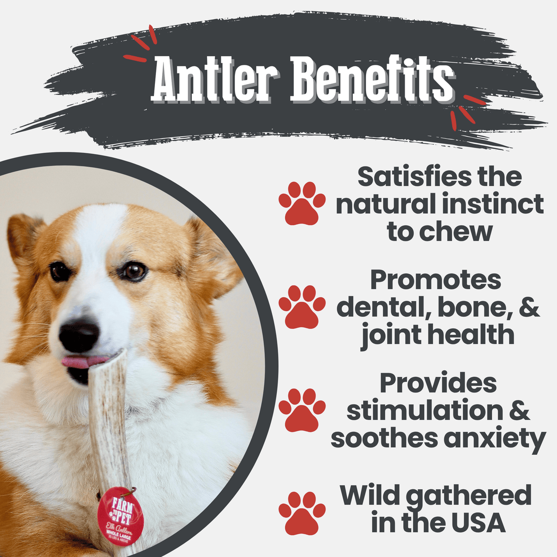 Large whole elk antler dog chew from Farm To Pet, natural, splinter-free antler chew for dogs, suitable for strong chewers