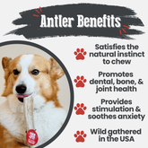 Large whole elk antler dog chew from Farm To Pet, natural, splinter-free antler chew for dogs, suitable for strong chewers