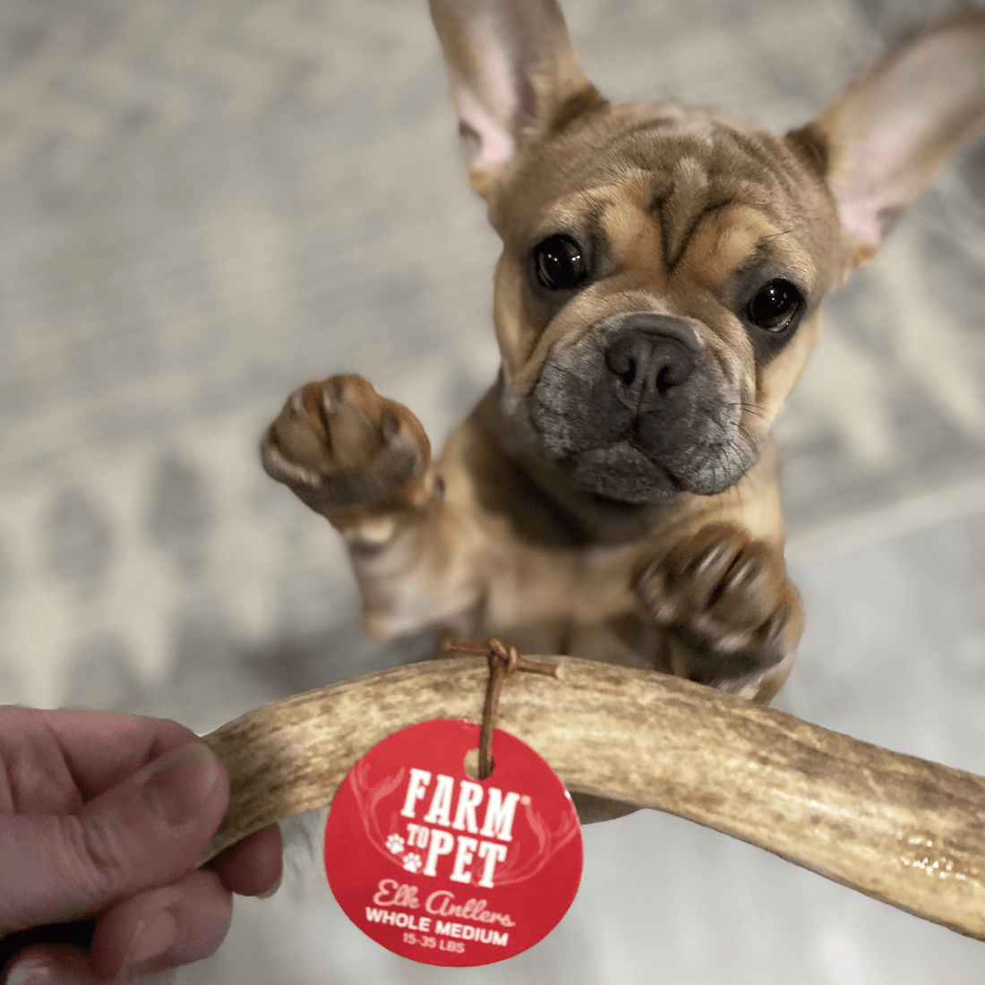 Organic elk antler dog chew from Farm To Pet, showing a whole medium-sized antler chew for dogs, natural and splinter-free.