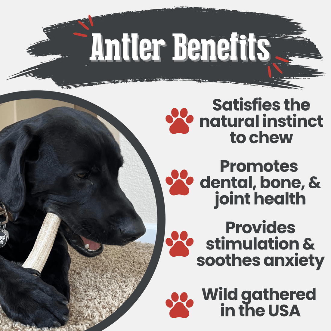 Farm To Pet elk antler dog chew showing a whole medium-sized natural antler bone for dogs, highlighting its organic, splinter-free design.