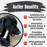 Farm To Pet elk antler dog chew showing a whole medium-sized natural antler bone for dogs, highlighting its organic, splinter-free design.