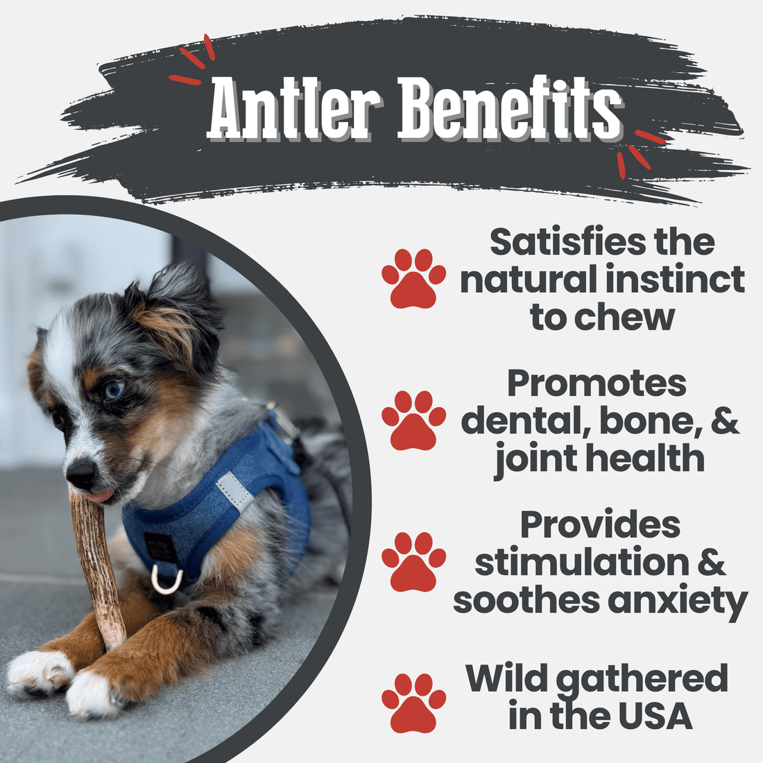 Farm To Pet elk antler dog chew, all-natural whole small antler for dogs, non-splintering, durable and nutritious dog bone alternative.