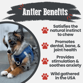 Farm To Pet elk antler dog chew, all-natural whole small antler for dogs, non-splintering, durable and nutritious dog bone alternative.
