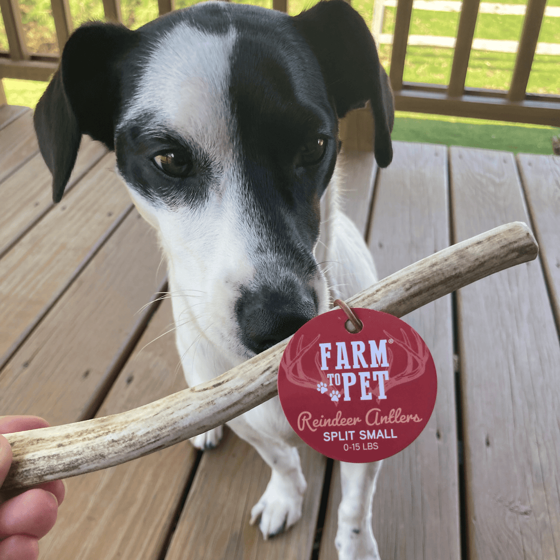 Small split reindeer antler dog chew by Farm To Pet, organic, non-splintering antler chew for dogs