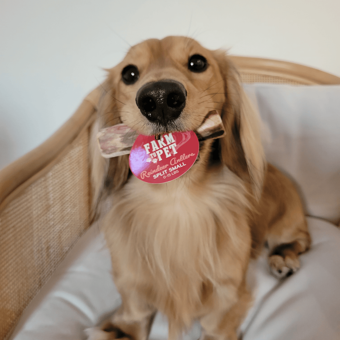 Small split reindeer antler dog chew from Farm To Pet, organic, non-splintering antler chew for dogs.