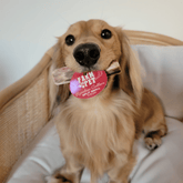 Small split reindeer antler dog chew from Farm To Pet, organic, non-splintering antler chew for dogs.