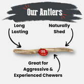 Large Farm To Pet organic reindeer antler dog chew showing a whole, natural, non-splintering antler for dogs.