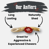 Organic reindeer antler dog chew by Farm To Pet, natural, non-splintering antler bone for medium-sized dogs.