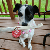 Organic reindeer antler dog chew by Farm To Pet, showing a whole medium-sized antler bone for dogs, non-splintering and durable.