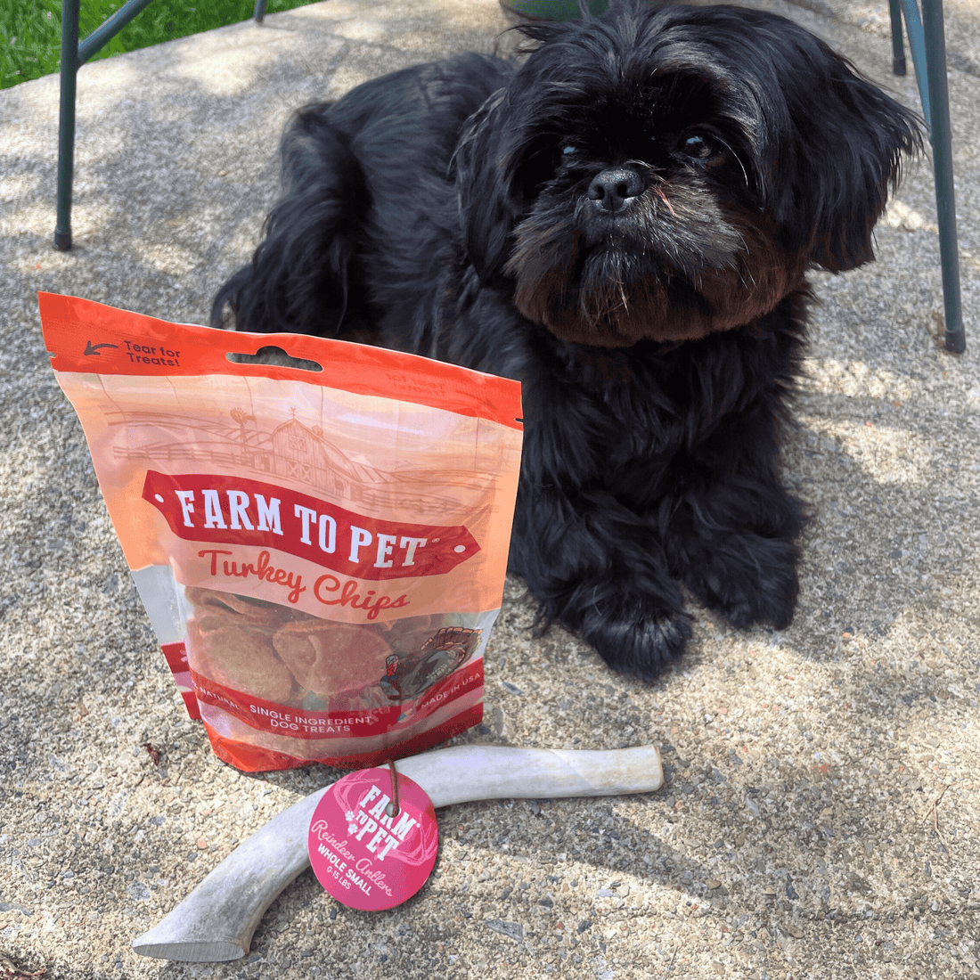 Small black dog chewing a whole organic reindeer antler dog chew from Farm To Pet, non-splintering antler dog treat.