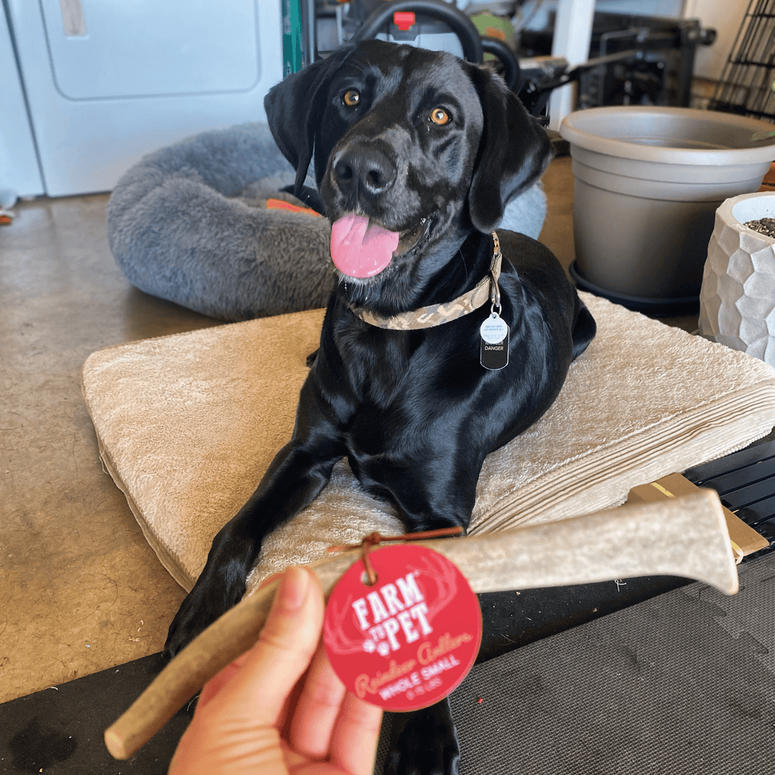 Small reindeer antler dog chew from Farm To Pet, an organic, non-splintering antler chew for dogs.