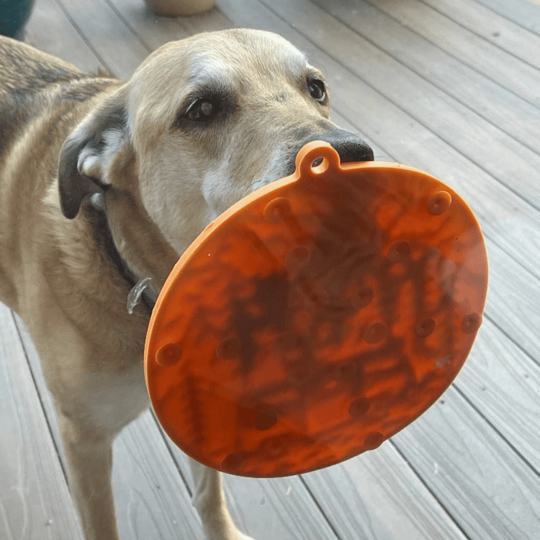 Farm To Pet round orange dog lick mat with suction cups, designed to keep dogs engaged and help with feeding or training.